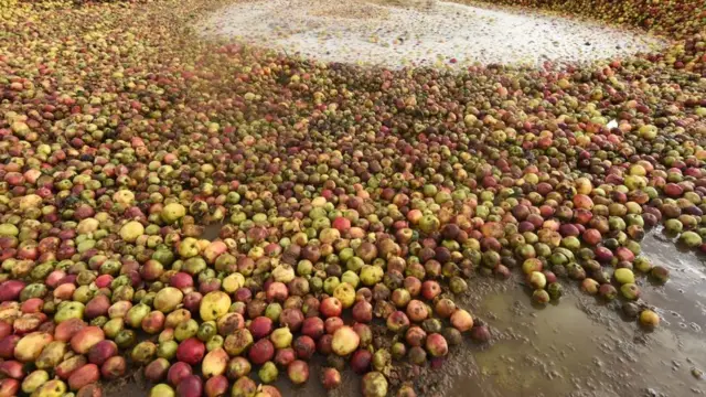 manzanas