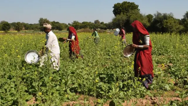 ખેડૂતો તીડ ભગાડી રહ્યાં છે