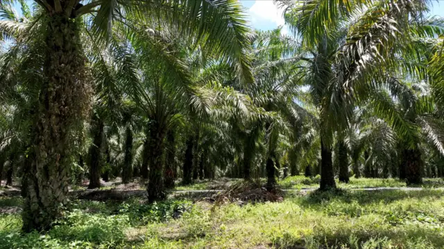 Perkebunan kelapa sawit di dalam kawasan Bakiriang.