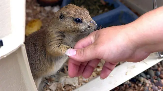 మంకీపాక్స్ 
