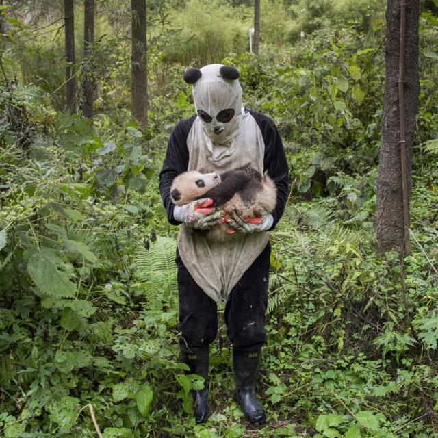 打扮成熊猫的熊猫繁殖中心研究员