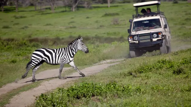 Зебра переходит дорогу