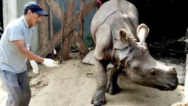 गैँडाको रेखदेख गर्दै कर्मचारी।