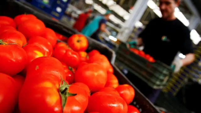 Pekerja mengemas tomat