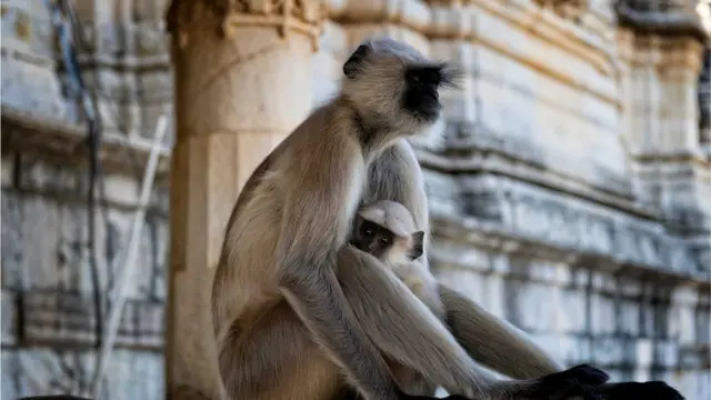 વાંદરાઓ કુતરાના ગલુડિયાંઓને શા માટે પાળતા હોય છે?