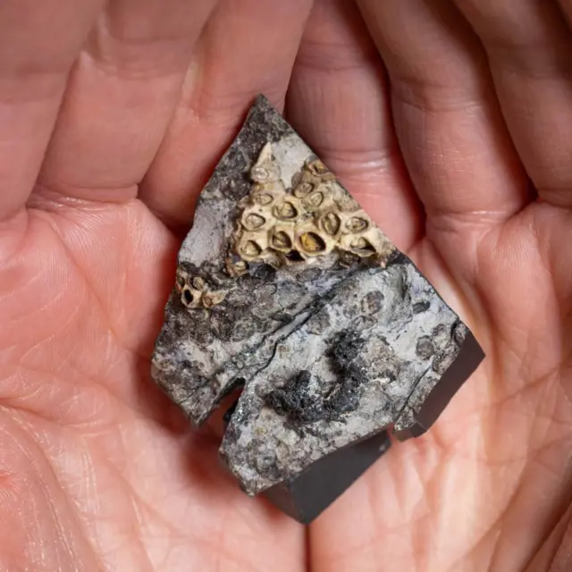 பாலூட்டி விலங்குகளின் பரிணாம ரகசியங்களை வெளிப்படுத்தும் அரிய புதைபடிவங்கள்