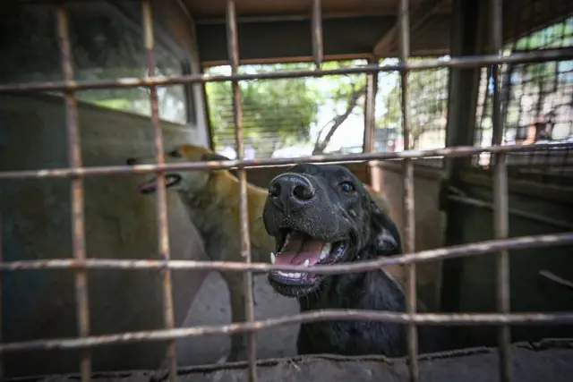 સુપ્રીમ કોર્ટ, રખડતાં કૂતરાં, ગુજરાત, અમદાવાદ, સરકારી પરિપત્ર, તલાટી-મંત્રી, બીબીસી ગુજરાતી