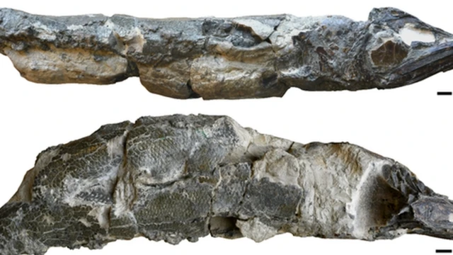 ฟอสซิลปลากะตักยุคโบราณ อายุเก่าแก่ 55 ล้านปี