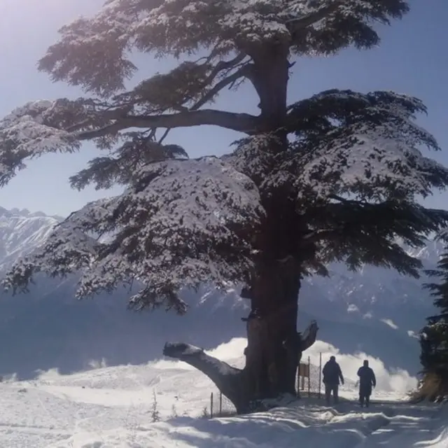 کمیونٹی واچر