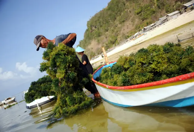 เกษตรชาวอินโดนีเซียกำลังเก็บสาหร่ายทะเล