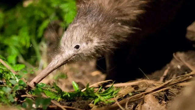 Вероватно због геолошке аномалије, најближи рођак птице киви потиче са Мадагаскара