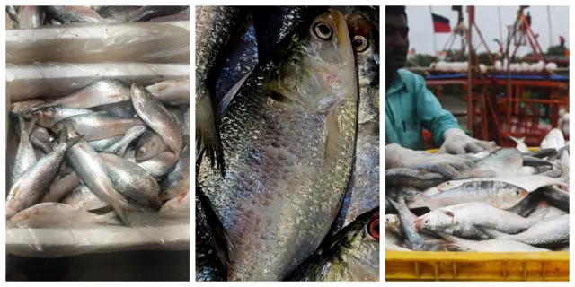 বাঁয়ে গুজরাত ইলিশ, ডানে পশ্চিমবঙ্গের স্থানীয় ইলিশ, মাঝে পদ্মার ইলিশ