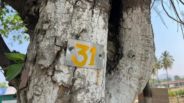 जी झाडं तोडली जाणार, त्यांच्यावर नंबरिंग करण्यात आलंय.