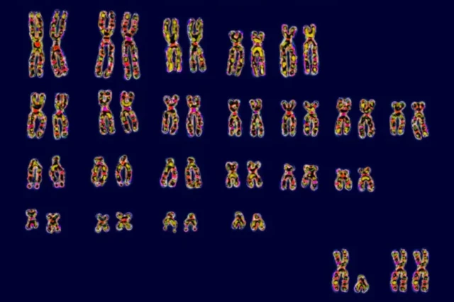 ਮਨੁੱਖੀ ਸਰੀਰ ਵਿੱਚ ਕੁੱਲ 46 ਕ੍ਰੋਮੋਸੋਮ (23 ਜੋੜੇ) ਹੁੰਦੇ ਹਨ, ਜਿਨ੍ਹਾਂ ਵਿੱਚੋਂ 22 ਜੋੜੇ ਆਮ ਹੁੰਦੇ ਹਨ ਯਾਨੀ ਆਟੋਸੋਮ ਅਤੇ 23ਵਾਂ ਜੋੜਾ ਸੈਕਸ ਕ੍ਰੋਮੋਸੋਮ ਦਾ ਹੁੰਦਾ ਹੈ