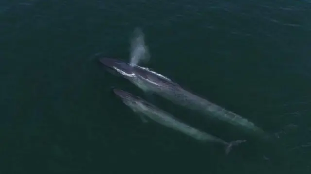 నీలి తిమింగలం 