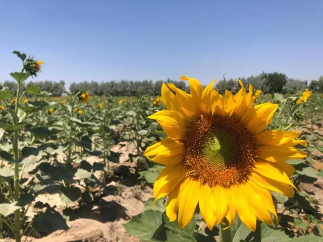 لمرګلي