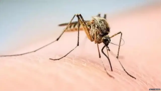 దోమ