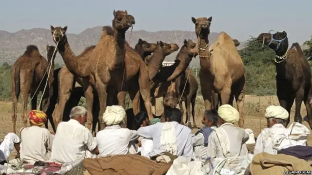 पुष्कर येथे जगातील सर्वात मोठा उंटांचा बाजार भरतो. उंटांशिवाय इथं गाय, बकरी आणि अन्य प्राण्यांचीही विक्री केली जाते.