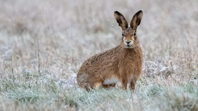 La liebre está en el campo y pequeñas motas de nieve caen a su alrededor.