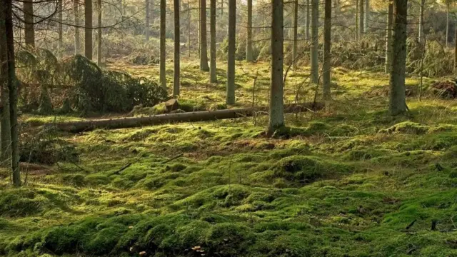 Болотяна місцевість