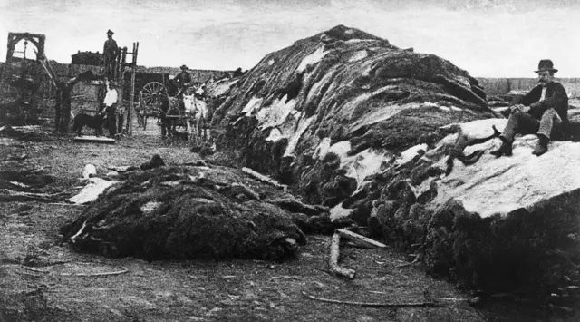 Близько 40 000 шкур бізонів зібрано на території Rath and Wright's Buffalo Hide Yard, Додж-Сіті, штат Канзас, 1878 рік
