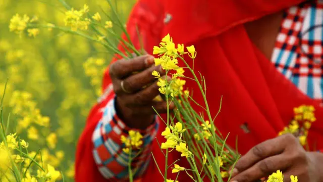 सरसों के खेत में महिला