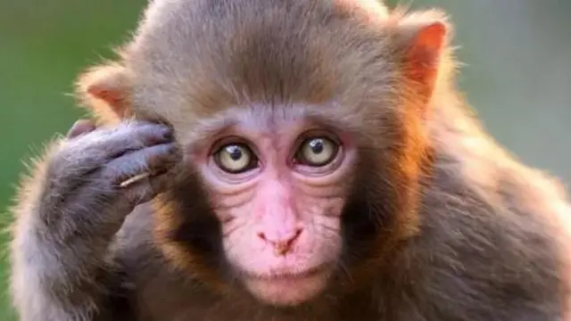 Enwe so n'anụmanụ na-ebunye ndị mmadụ na onwe ha ọrịa a