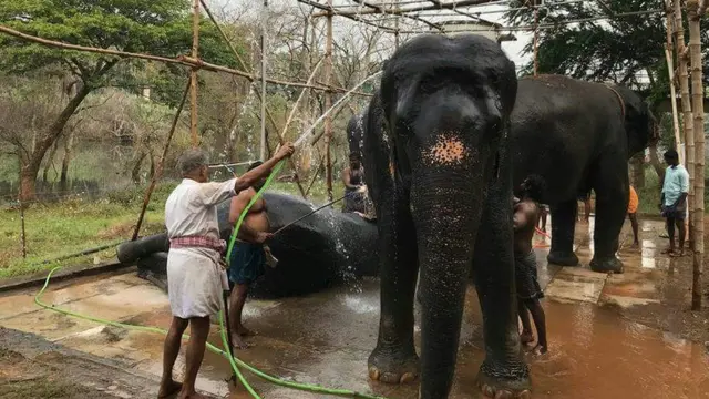 யானைகள் புத்துணர்வு முகாம்