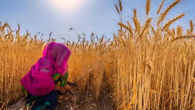 ગુજરાતમાં ઘઉં, જીરું અને વરિયાળીનું ઉત્પાદન, રવી પાકના ઉત્પાદનને વરસાદની કેવી અસર થાય ? કૃષિ સમાચાર, હવામાન સમાચાર, ખેડૂતોએ ઘઉં જીરું કે વરિયાળીનું ઉત્પાદન કરવું જોઈએ, બીબીસી ગુજરાતી, બીબીસી ન્યૂઝ ગુજરાતી