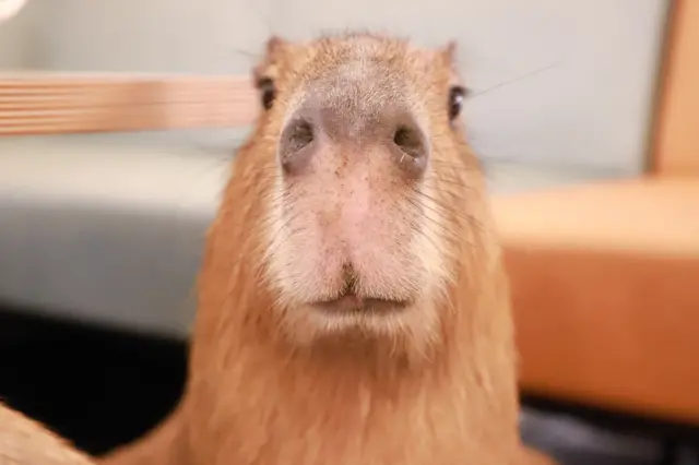 Fotoganhar dinheiro na blaze sem depositarperto do focinho da capivara