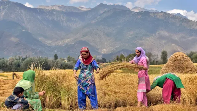 دھان کی فصل