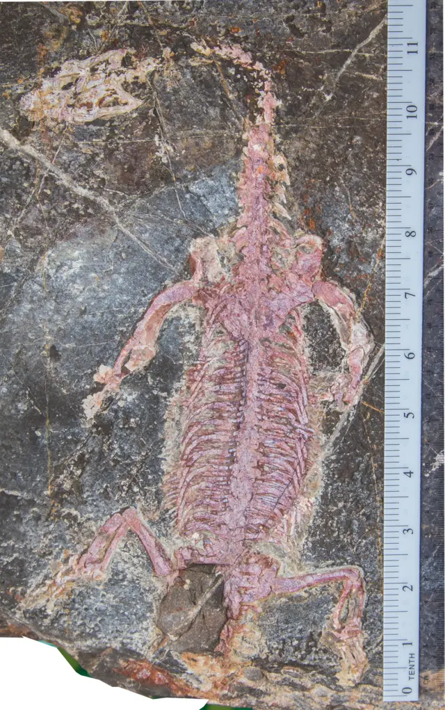 မြန်မာနိုင်ငံမှာ အရင်က မတွေ့ခဲ့ဖူးသေးတဲ့ ပါချီပလူရိုဆော Pachypleurosaur မျိုးရင်း ကျောက်ဖြစ်ရုပ်ကြွင်း