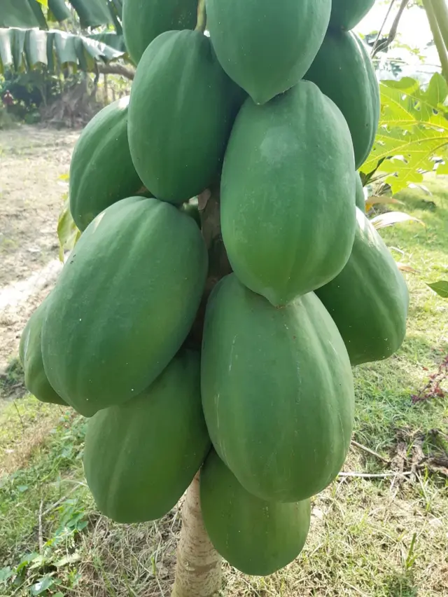 জায়ান্ট পার্ল পেঁপে