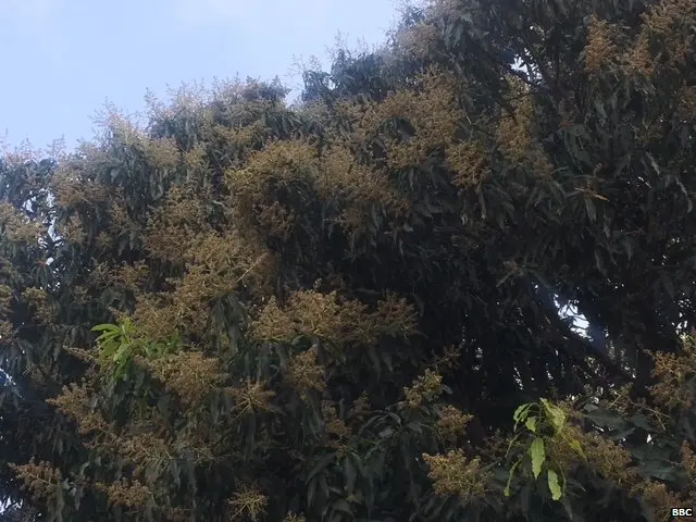 FLOWERING MANGO TREE