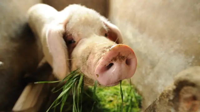 इन सूअरों को 10 फ़ीसदी कम आहार चाहिए