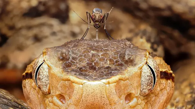 పాము తలపై ఈగ 