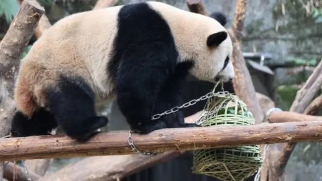 دأبت القيادة الصينية على تقديم دببة الباندا كهدية