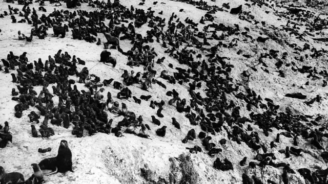 Focas en el Mar de Bering