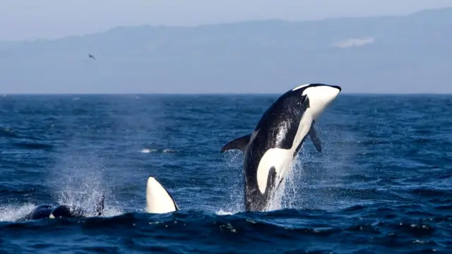 Полихлорированные бифенилы (ПХБ) были запрещены еще в 1980-х, однако по-прежнему попадают в море со свалок. Предполагают, что именно они - причина вымирания последней стаи косаток у берегов Шотландии