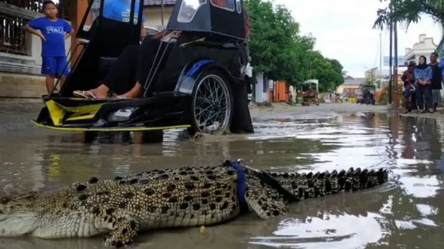 Buaya ini disebutkan akan dikembalikan ke habitatnya dalam waktu dekat.