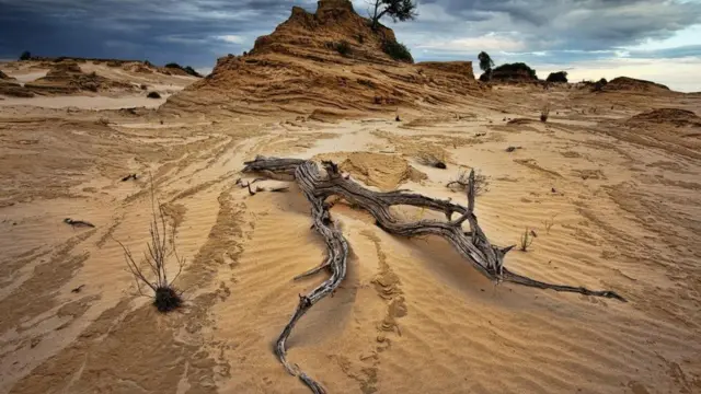 كيف تسهم الأعشاب الضارة في مكافحة التغير المناخي؟