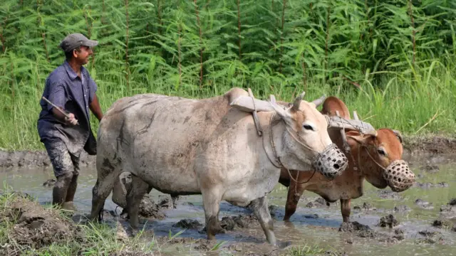 हिल्याउने काममा गोरुको प्रयोग