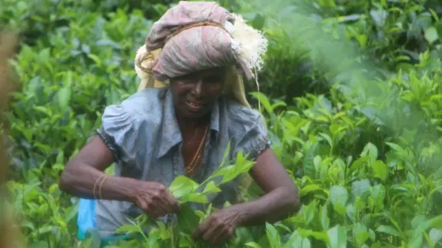 තේ දළු කිලෝ දහයේ කොන්දේසියට කම්කරු විරෝධය