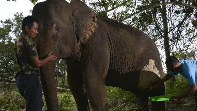 Seorang penjaga hutan merawat gajah yang terluka di Aceh pada 14 Februari 2019.