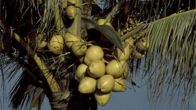 కొబ్బరి