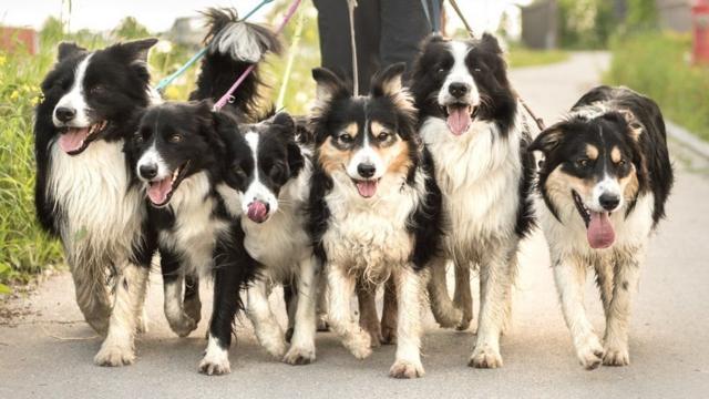 Долгая прогулка: новые подробности истории собак и людей - BBC News Україна