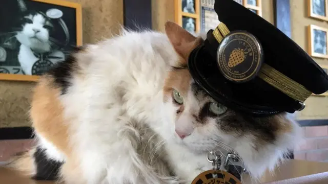 القطة التي أنقذت خطا للسكك الحديدية في اليابان