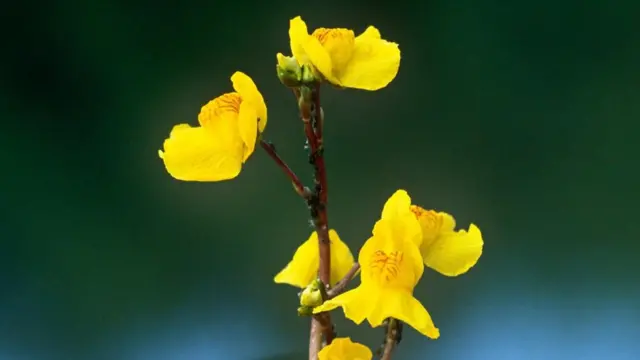 النباتات آكلة الحشرات