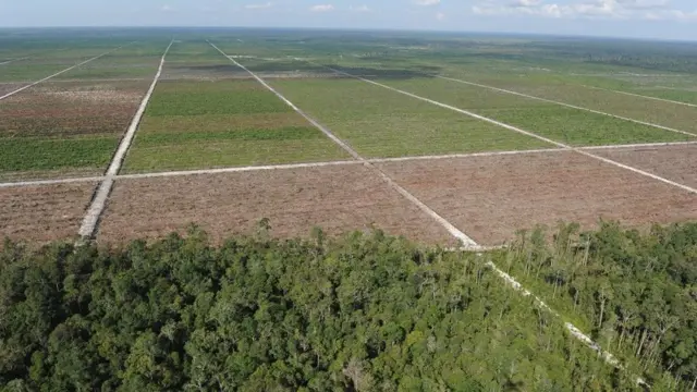 भारत-मलेशिया विवाद: क्या हम पाम ऑयल के बिना रह सकें?