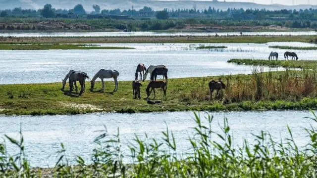 دریائے فرات